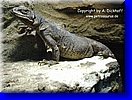 zur Chuckwalla-Fotogalerie