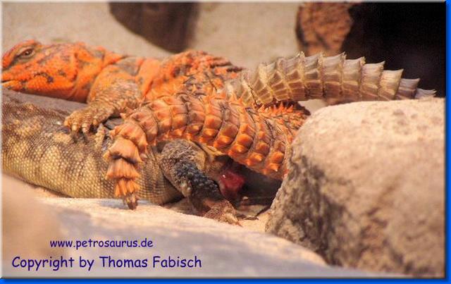 nchstes Bild