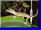 zur Guenthers Plattschwanzgecko-Fotogalerie