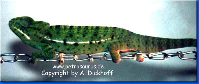nächstes Bild