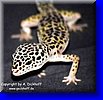 zum Leopardgecko-Haltungsbericht