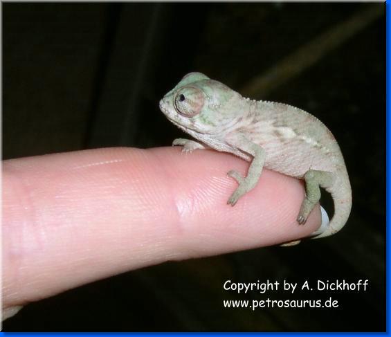 nächstes Bild